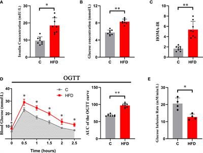 The specific mitochondrial unfolded protein response in fast- and slow-twitch muscles of high-fat diet-induced insulin-resistant rats